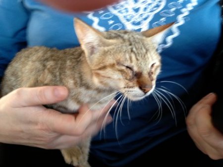 Stray Cat 1 brown tabby