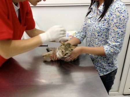 Stray Cat 2 brown tabby being examined by the veterinarian