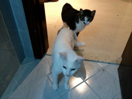 Stray Cat 3 white cat and tabby cat looking curious