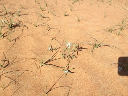 small white flowers