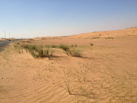 dunes and grass