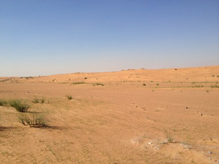 dunes and grass