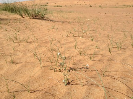 sand and grass