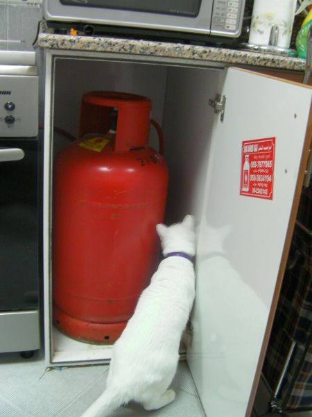 white cat inspecting the gas canister