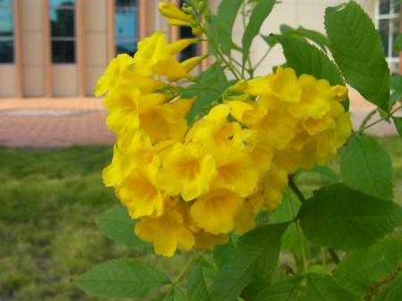 bright yellow trumpet shaped flowers