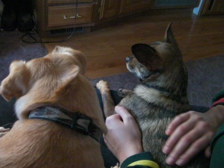 two half Chihuahua dogs