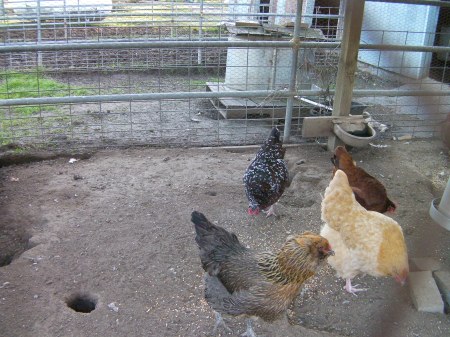 four chickens