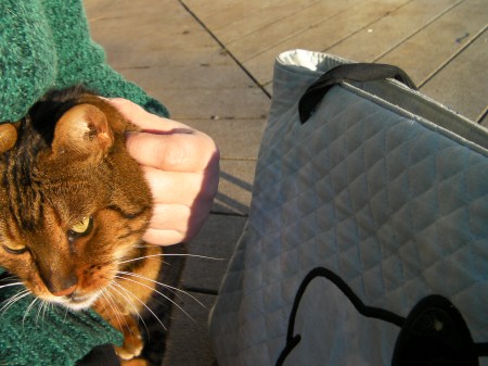 brown Bengal breed cat
