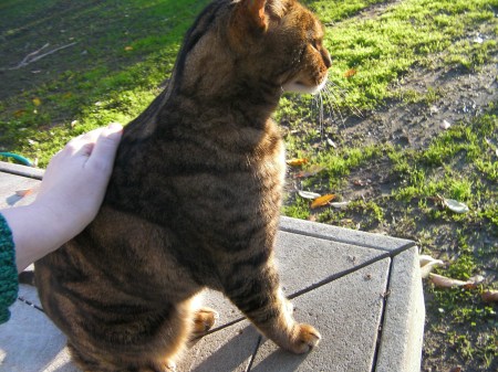 brown Bengal breed cat