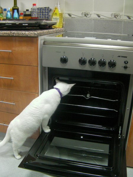 white cat peeking into the oven