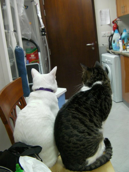 two cats sitting on their haunches watching the door