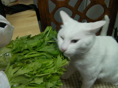 white cat eating celery leaves