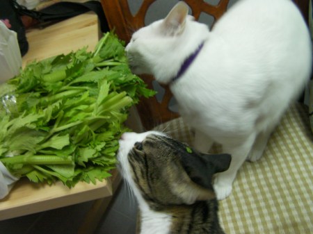 two cats eating celery leaves