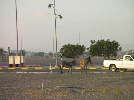 two feral donkeys in the city