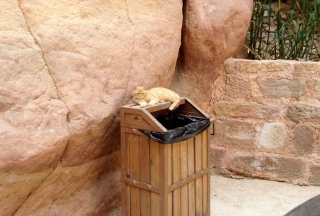 orange tabby laying on top of a garbage can