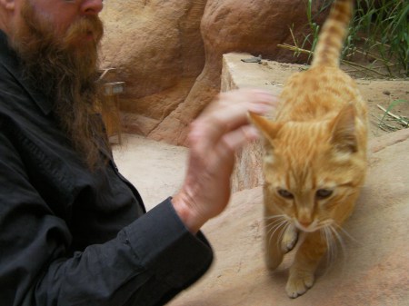 man petting orange tabby