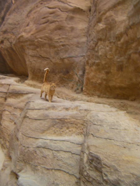 orange tabby with tail in the air