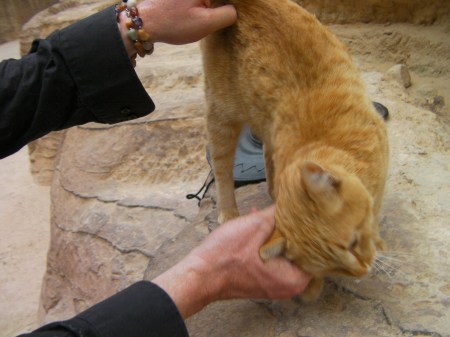 man petting orange tabby