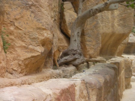 cat at the base of a tree
