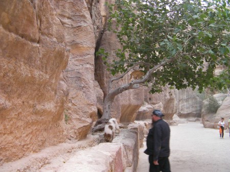 cat in the tree, dog at the base of the tree