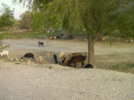 goats