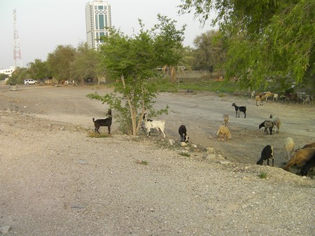 goats