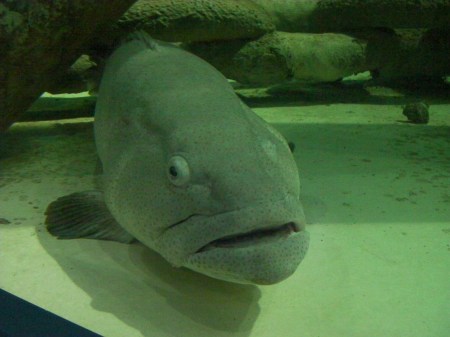 large ugly fish
