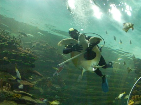 diver hugging a sea turtle