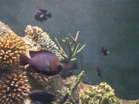 purple fish