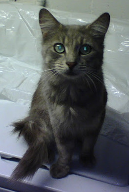 grey, long haired cat