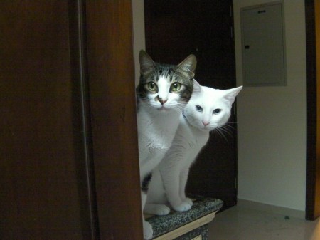brown tabby and white cat