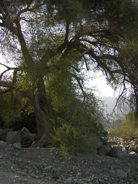 twisted tree