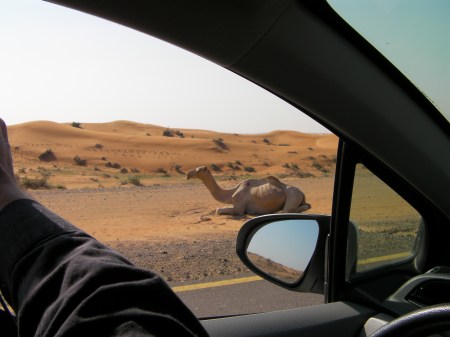 camel laying by the side of the road