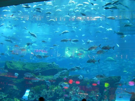 aquarium filled with fish
