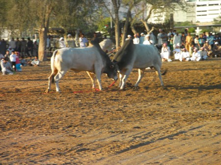 two bulls butting heads in a dirt arena