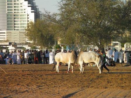 two bulls butting heads