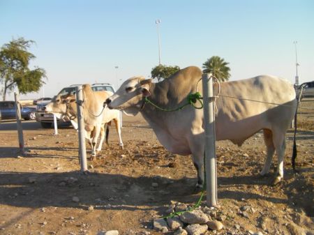 two brahma bulls tied to posts