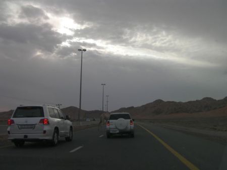 two SUVs stopped for a blonde camel in the road