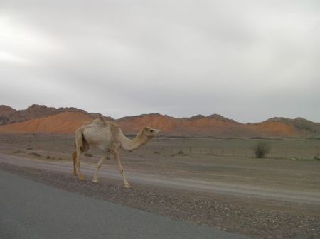 blonde camel on side of the road