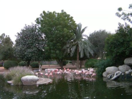 flamingoes