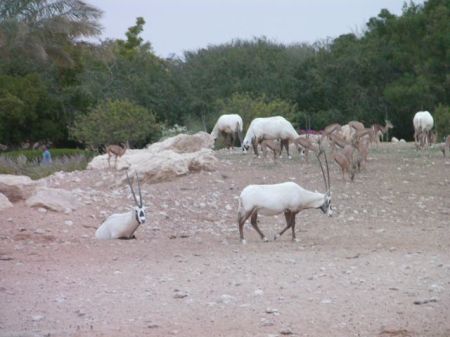 oryx and gazelles