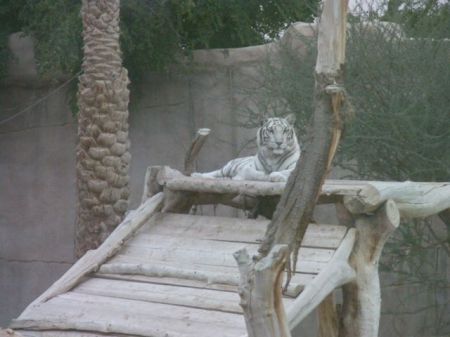 white tiger