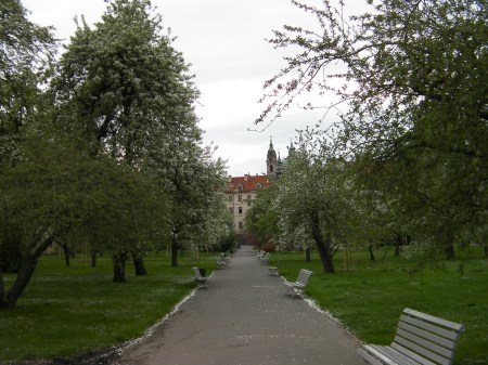 tree lined path in a park