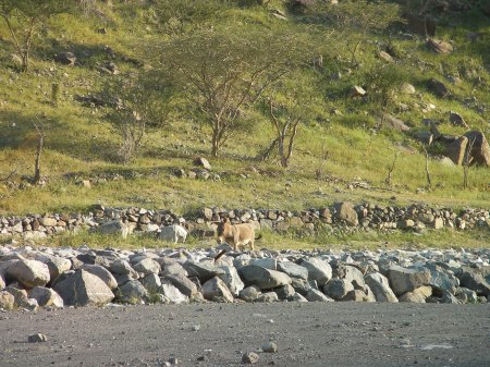feral donkey