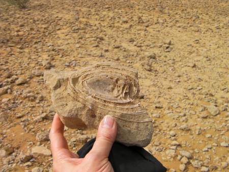hand holding a large shell fossil