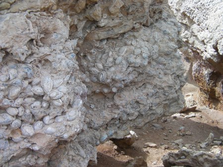 layer of fossilized shells approximately a meter thick