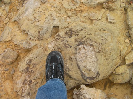 human foot next to a muscle shell fossil the same size
