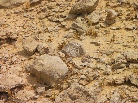 fossilized shell cross section that looks like a target