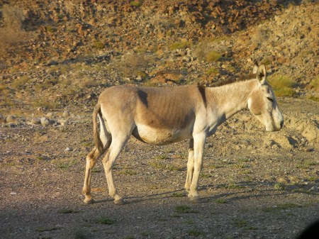 light colored feral donkey