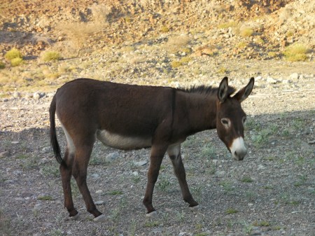 dark brown feral donkey